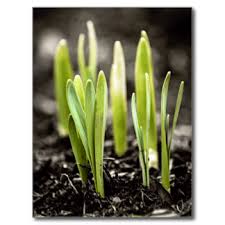 shoots
